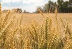 Bio-Kulturen Kulturanleitungen und Potenziale f&uuml;r die Ernte 2022