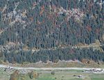 Lernen vom Orkan - Qualitätssicherung im Schutzwald - Schutzwald Schweiz