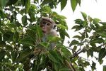 Sri Lanka Urlaub Wolkenm&auml;dchen 2019 - Accept Reisen