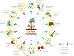 &Ouml;STERREICHISCHE UND EUROP&Auml;ISCHE ALTERNATIVEN ZU PALM&Ouml;L UND SOJA AUS TROPENREGIONEN - FIBL