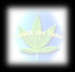 Der Einsatz von Cannabinoiden