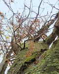 Beim Borkenkäfer wachsam bleiben - Waldwissen