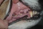 Orale Tumoren beim Hund: Handlungsoptionen und Strategien