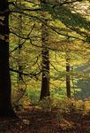 Waldwirtschaft 2020 - Perspektiven und Anforderungen aus Sicht des Naturschutzes - Nabu