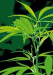 Fragen und Antworten zu Cannabis