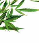 Fragen und Antworten zu Cannabis