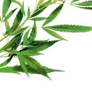Fragen und Antworten zu Cannabis