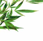 Fragen und Antworten zu Cannabis