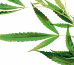 Fragen und Antworten zu Cannabis