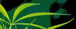 Fragen und Antworten zu Cannabis