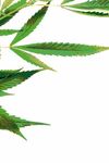 Fragen und Antworten zu Cannabis