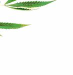 Fragen und Antworten zu Cannabis