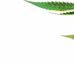 Fragen und Antworten zu Cannabis