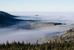 Der Nationalpark Schwarzwald und seine Arten im (Klima-)Wandel