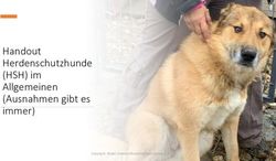 Handout Herdenschutzhunde (HSH) im Allgemeinen (Ausnahmen gibt es immer) - Copyright: Maike Schmidt/Blaulichtpfoten-Campus, 2021