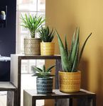 STYLISH PRODUCTS FOR ALL PLANTS - GEMEINSAM STARK IN DIE ZUKUNFT - Plant Style Group
