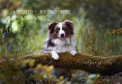 HUNDEFOTOSHOOTINGS 2018 INFORMATIONEN ABLAUF PREISE