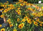 Biodiversität im Garten, auf Balkon und Terrasse: Beet- und Balkonpflanzen für Bienen! - Bayerische ...