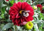 Biodiversität im Garten, auf Balkon und Terrasse: Beet- und Balkonpflanzen für Bienen! - Bayerische ...