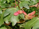 Acer campestre - Feld-Ahorn, Maßholder (Sapindaceae)