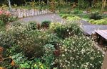 Den Garten bienen- und insektenfreundlich anlegen - Krumme Naturgärten