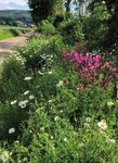 Den Garten bienen- und insektenfreundlich anlegen - Krumme Naturgärten