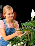 Frisches Gr&uuml;n frische Luft - Gartenkrone - Hagebau