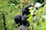 Effiziente Kocher retten Lebensraum für letzte Berggorillas - myClimate
