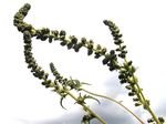 Beifußblättrige Ambrosie - eine Pflanze mit Allergiegefahr