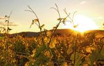 ARTEN. VIELFALT. ZUKUNFT. LEBEN - Ein deutschlandweites Projekt zur Stärkung der Biodiversität im Weinbau - AMBITO