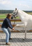 Studiengang Manuelle Pferdetherapie - Studienbrosch&uuml;re 2019 Akademie f&uuml;r Pferdetherapie Ausbildungs- und Therapiezentrum Silver Horse Ranch