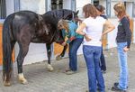 Studiengang Manuelle Pferdetherapie - Studienbrosch&uuml;re 2019 Akademie f&uuml;r Pferdetherapie Ausbildungs- und Therapiezentrum Silver Horse Ranch