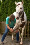 Studiengang Manuelle Pferdetherapie - Studienbrosch&uuml;re 2019 Akademie f&uuml;r Pferdetherapie Ausbildungs- und Therapiezentrum Silver Horse Ranch