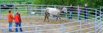 Studiengang Manuelle Pferdetherapie - Studienbrosch&uuml;re 2019 Akademie f&uuml;r Pferdetherapie Ausbildungs- und Therapiezentrum Silver Horse Ranch