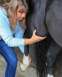 Studiengang Manuelle Pferdetherapie - Studienbrosch&uuml;re 2019 Akademie f&uuml;r Pferdetherapie Ausbildungs- und Therapiezentrum Silver Horse Ranch