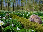 Fr&uuml;hling l&auml;sst sein blaues Band - Diakonie Eibenstock