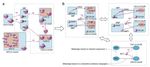 Towards zoomable multidimensional maps of the cell - Hauptseminar "Visualisierung in der Bioinformatik" Zhenjun Hu, Joe Mellor, Jie Wu, Minoru ...