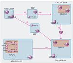 Towards zoomable multidimensional maps of the cell - Hauptseminar "Visualisierung in der Bioinformatik" Zhenjun Hu, Joe Mellor, Jie Wu, Minoru ...