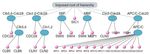 Towards zoomable multidimensional maps of the cell - Hauptseminar "Visualisierung in der Bioinformatik" Zhenjun Hu, Joe Mellor, Jie Wu, Minoru ...