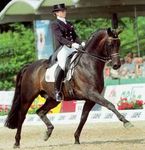 SPORT HORSE BREEDING Für den deutschsprachigen Raum exklusiv im ZÜCHTERFORUM - Sport Horse Breeding