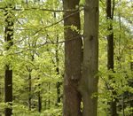 Natura 2000 im Privatwald - Umsetzungsm&ouml;glichkeiten durch die EU-Naturschutzfinanzierung