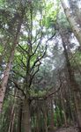 Natura 2000 im Privatwald - Umsetzungsm&ouml;glichkeiten durch die EU-Naturschutzfinanzierung