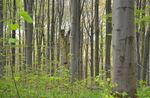 Natura 2000 im Privatwald - Umsetzungsm&ouml;glichkeiten durch die EU-Naturschutzfinanzierung