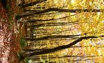Natura 2000 im Privatwald - Umsetzungsm&ouml;glichkeiten durch die EU-Naturschutzfinanzierung