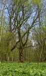 Natura 2000 im Privatwald - Umsetzungsm&ouml;glichkeiten durch die EU-Naturschutzfinanzierung