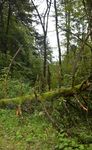 Natura 2000 im Privatwald - Umsetzungsm&ouml;glichkeiten durch die EU-Naturschutzfinanzierung