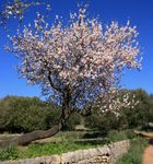 Mandelbl&uuml;te auf Mallorca und AIDAsol - HAZ/NP Leserreisen