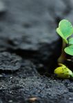 F&Uuml;R IHREN ERFOLG. DIE PASSENDEN SORTENVORTEILE - DEKALB LEITFADEN ZUM RAPSANBAU 2021/22 - Bayer Agrar
