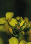 F&Uuml;R IHREN ERFOLG. DIE PASSENDEN SORTENVORTEILE - DEKALB LEITFADEN ZUM RAPSANBAU 2021/22 - Bayer Agrar