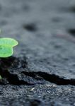 F&Uuml;R IHREN ERFOLG. DIE PASSENDEN SORTENVORTEILE - DEKALB LEITFADEN ZUM RAPSANBAU 2021/22 - Bayer Agrar